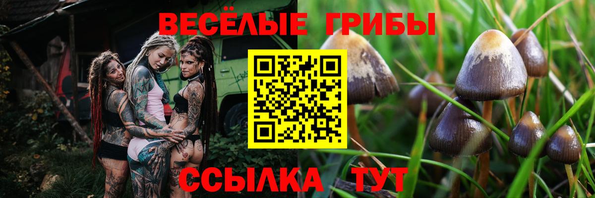 Галлюциногенные грибы прущие грибы  Псилоцибиновые грибы Psilocybine cubensis  Вход с VPN  Миллерово 